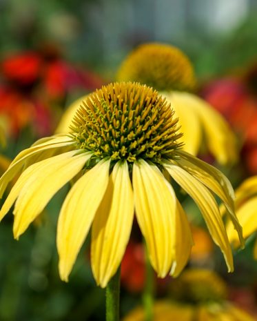 Closeup, Yellow Cone Flowers in a garden with red and green blurred background