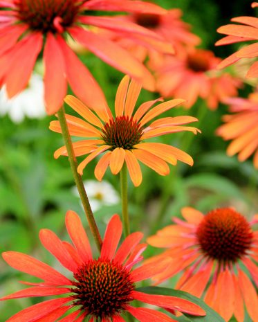 Echinacea flowers in summer garden