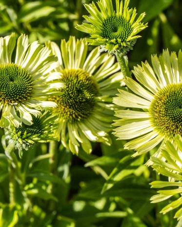 group of sunny blooming flowers of green jewel Echinacea or coneflowers in closeup in perennial garden, flora or homeopathic alternative medicine